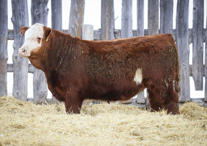 bull